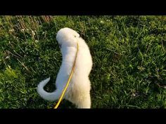 a small white dog is tied to a yellow leash in the grass with it's tail curled up