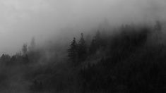 black and white photograph of trees in the fog on a mountain side with low lying clouds