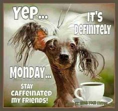 a dog with its head on top of a coffee cup and the caption says, yep it's definitely monday stay caffiated my friends