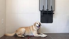 a large brown dog laying on top of a tile floor next to a wall mounted mirror