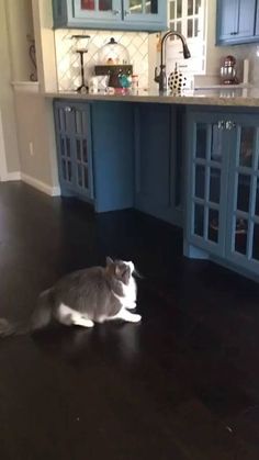 a gray and white cat sitting on top of a wooden floor next to blue cabinets