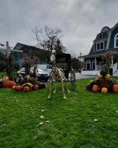 a skeleton sitting on top of a lush green field next to lots of pumpkins