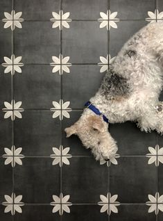 a white dog laying on top of a tiled floor next to a black and white wall