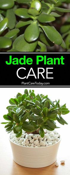 jade plant care is an easy way to keep the plants alive