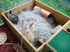 two cats are sitting in a sandbox