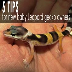 a hand holding a baby leopard gecko with the text 5 tips for new baby leopard gecko owners