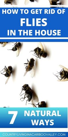 flies flying in the air with text overlay that reads how to get rid of flies in the house