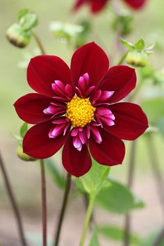 a red flower with yellow center surrounded by green leaves