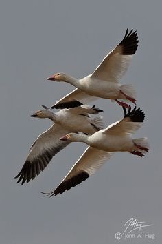 three birds flying in the sky with their beaks extended and wings spread wide open