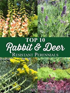 the top 10 rabbit and deer resistant perennials to grow in your yard or garden