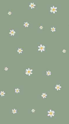 white and yellow daisies on a green background