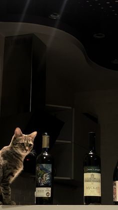 a cat sitting on top of a counter next to bottles