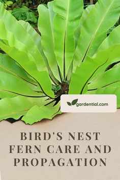 a bird's nest fern care and propagation sign in front of some plants