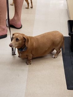 a brown dog standing on top of a floor next to a person's legs