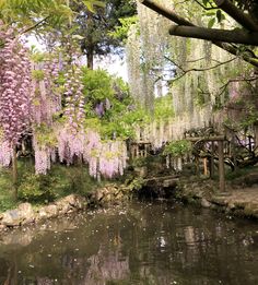 purple flowers are blooming over the water in a park setting with trees and rocks