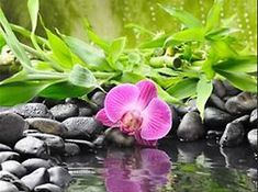 a pink flower sitting on top of black rocks next to green plants and water in front of it