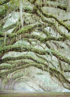 a large tree covered in moss and hanging from it's branches