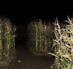 an image of a corn field at night