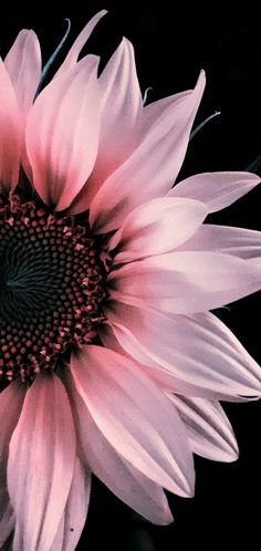 a pink sunflower is shown in this close up photo, with the dark background