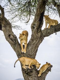 four lions climbing up the side of a tree