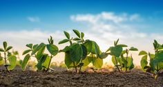 small green plants sprouting from the ground with blue sky and clouds in the background