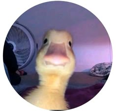 a close up of a duck in a room with a fan on the wall behind it