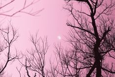 bare trees against a pink sky with the sun in the distance