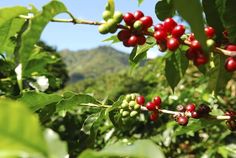 berries growing on the branches of trees with mountains in the background