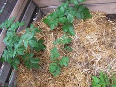 straw and plants growing in a wooden container