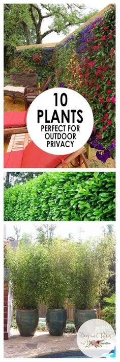 some plants that are growing on the side of a building with text overlay saying 10 plants perfect for privacy