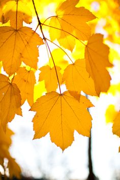 some yellow leaves are hanging from a tree