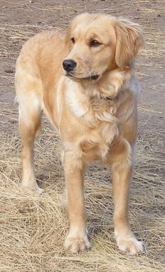 a brown dog standing on top of dry grass