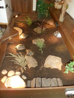 a wooden table topped with lots of plants and rocks on top of dirt covered ground