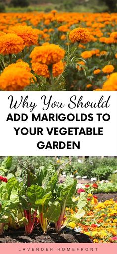 yellow flowers and green leaves with the words why you should add margods to your vegetable garden