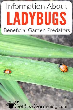 two ladybugs sitting on top of a green plant with the words, information about ladybugs beneficial garden predators