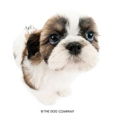 a brown and white puppy with blue eyes looking at the camera on a white background