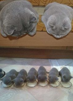 two gray cats sleeping next to each other