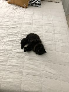 a black cat laying on top of a white bed