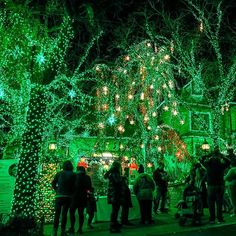 people are standing in front of christmas lights on the trees and bushes at night time