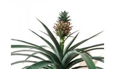 a pineapple plant with green leaves in a pot on a white wall behind it