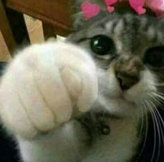 a close up of a cat's paw with pink flowers on top of it