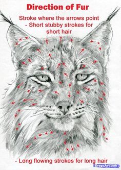 a drawing of a lynx's face with red dots on it