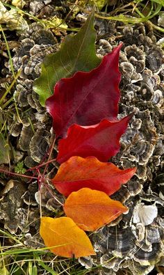 three different colored leaves on the ground next to some pine cones and other things in the background