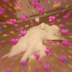 a white cat laying on top of a floor covered in pink heart shaped confetti