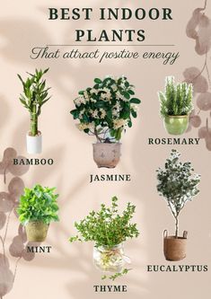 the best indoor plants that attract positive energy in your houseplants and garden supplies