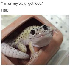 a gecko sitting in a wooden box with caption that reads, i'm on my way, i got food her