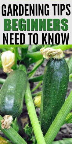 zucchini growing in the garden with text overlay how to start a garden 5 things you need to know