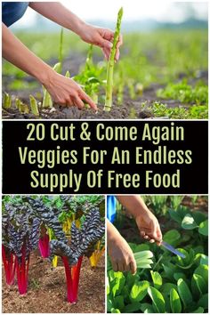 some vegetables that are growing in the ground with text overlay saying 20 cut and come again veggies for an endless supply of free food