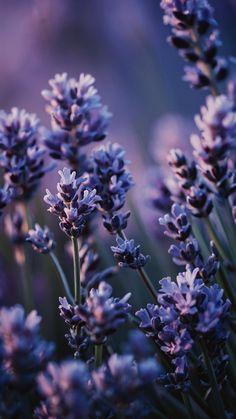 lavender flowers are blooming in the field with purple hues and soft light on them