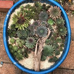 a blue planter filled with lots of succulents